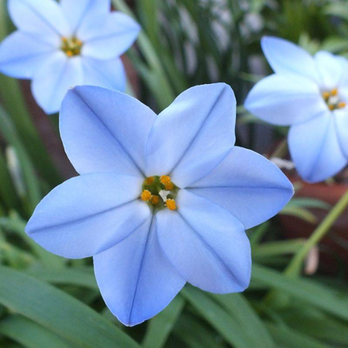 ���������� �������� ������, bulbs servise, ������ ������ ��� ( 10 ���� )