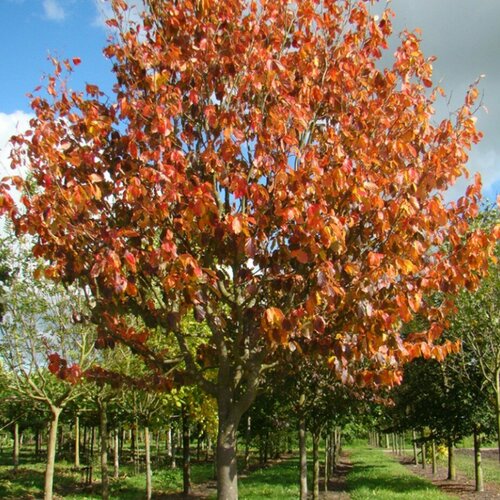 ���������� �������� ���������� ������� (1 ������� � ������ 15-20 ��), (������)