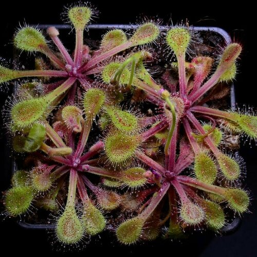   , Drosera Collinsiae Usutu River 10+ ,  ,     , -, 