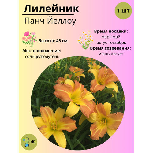 ���������� �������� ���� ������, ����������� ����� / ������ 1 ��