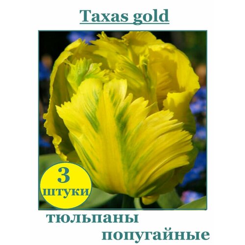    Texas Gold 3    , -, 