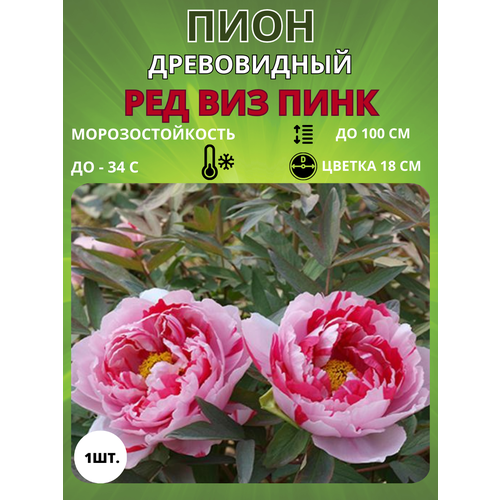 ���������� ���� ��� ��� ���� 1 ��.