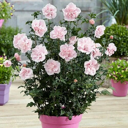 ���������� �������� ������� �����, Hibiscus Pink Chiffon, ���������, ��������, ������