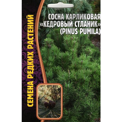 ���������� ����� ���������� �������� ������� /pinus pumila ( 1 �� : 5 ����� )