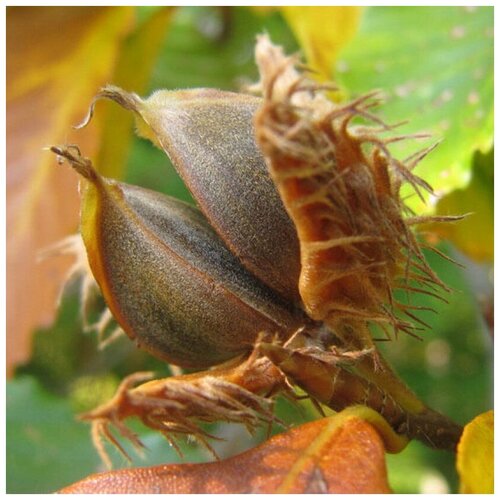 ���������� ������ ������ ������� ������� �����, ��� ����������� 10 ��.