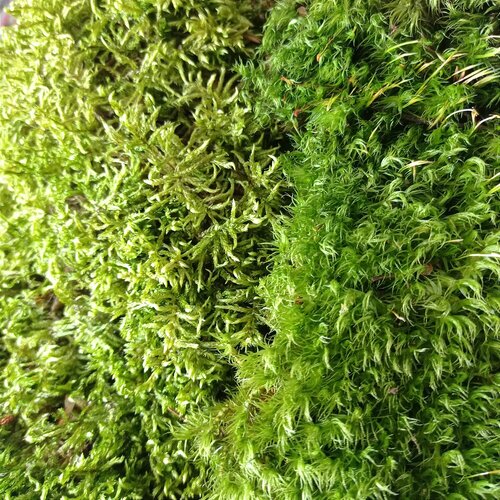 ���������� 2 ���� ������� ��� 4,5�. ��������, �������. �����������. ������.