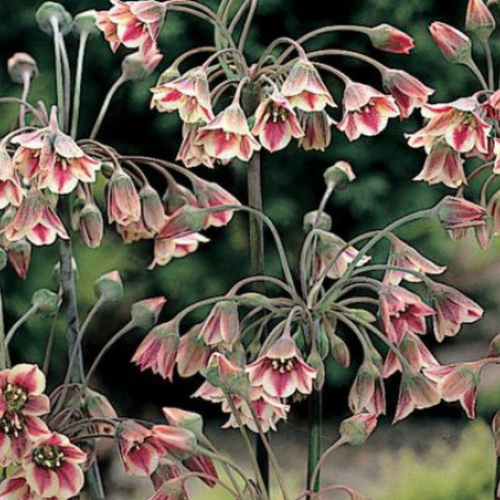   NECTAROSCORDUM SICULUM ( 5 )   , -, 