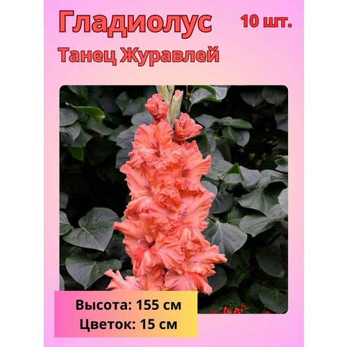 ���������� ��������� ��������������� ����� ��������, �������� ����������