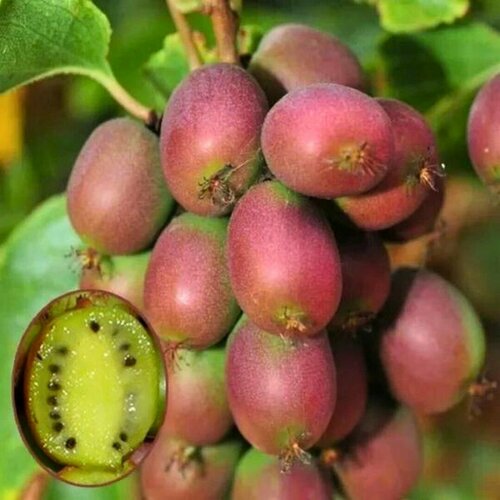 ���������� ��������� ������ ������ (1 ������� � ������ 15-20 ��)