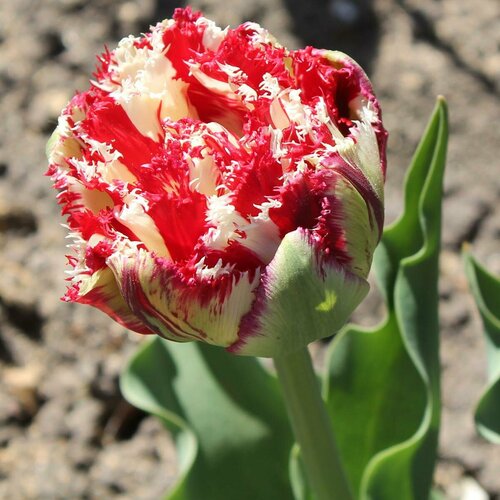 ���������� �������� ������� ����������� ���� ���� 5 ��. � ��������