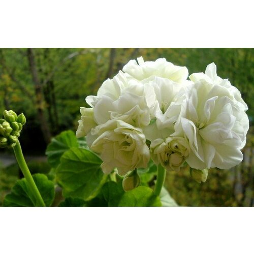 ���������� ������ ���������� ���������� ��������� ��� ����� 4 �� (1 �������� (O))