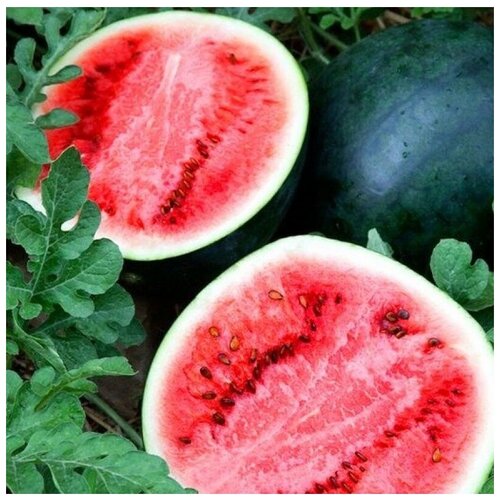 ���������� ������ ������ ����� ���� ����� ��������� ����������� 10 ��.