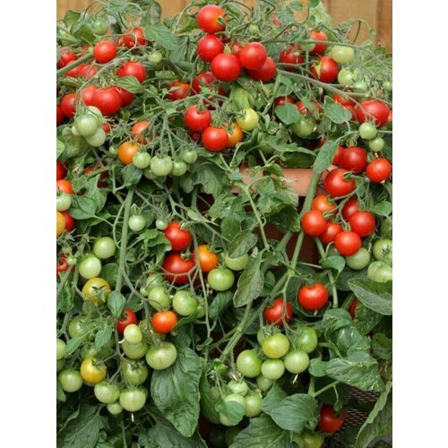 ���������� ������ ����� ��������� ����������, 10 ����