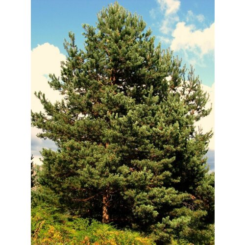     (Pinus sylvestris), 165 