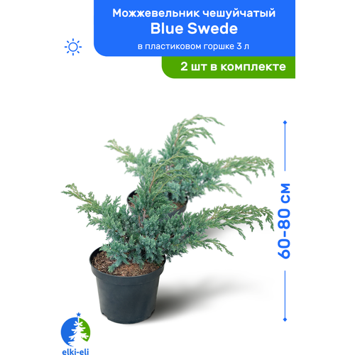   Blue Swede ( ) 60-80     3 , ,   ,   2    , -, 