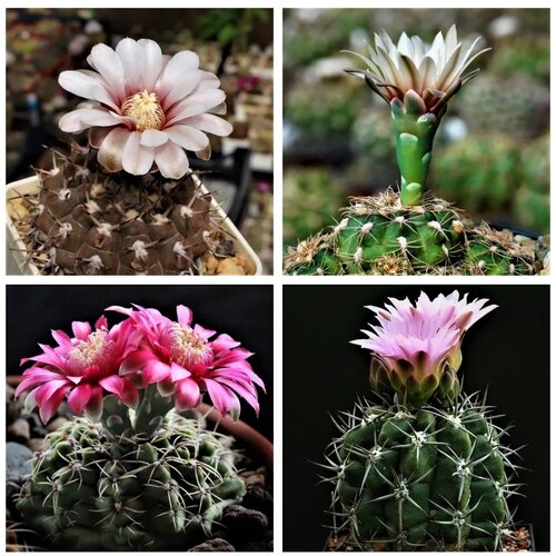 ���������� ������ ������ ��������� ������ Gymnocalycium mix 10 ��.