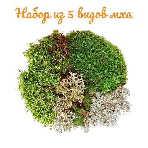 ���������� ����� �� 5 ����� ���. ��� ��������, ��������, ��������, �������, �����. ����������� �����.