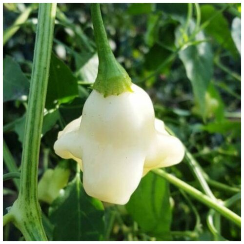 ���������� ������ ������ ����� ������ White fantasy 5 ��.