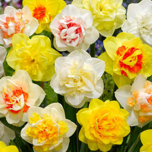 ���������� �������� �������� ����� (5 �������)