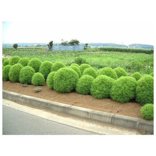 ���������� ����� ���������, ������