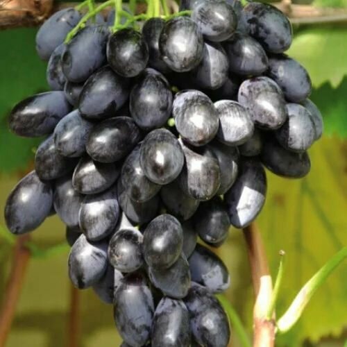 ���������� �������� ���� �����