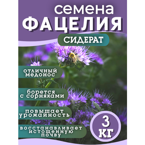 ���������� ������ �������, �������, 3 ��