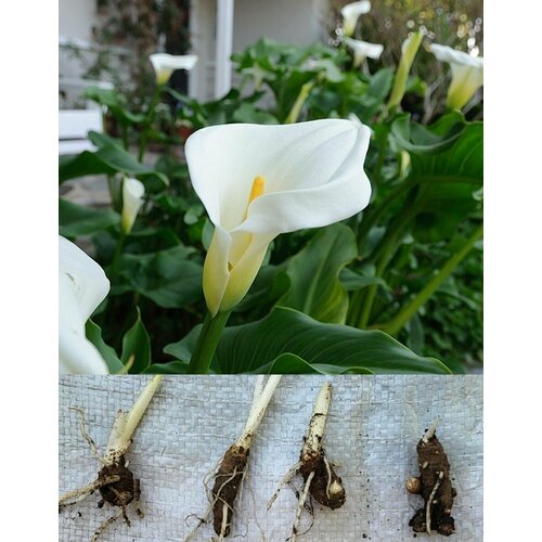 ���������� ����� ����� 4 �� ������ ���������� (�����) ������� (���������)