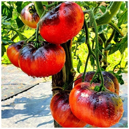 ���������� ������ ������ ����� ���� ����� 10 ��.