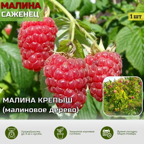 ���������� ��������� ������ ������ ������� ���