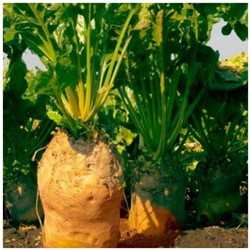 ���������� ������ ������ ������ �������� ����� ���� 500 ��.