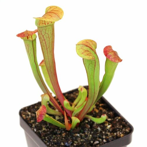   , Sarracenia reophila,  ,     , -, 