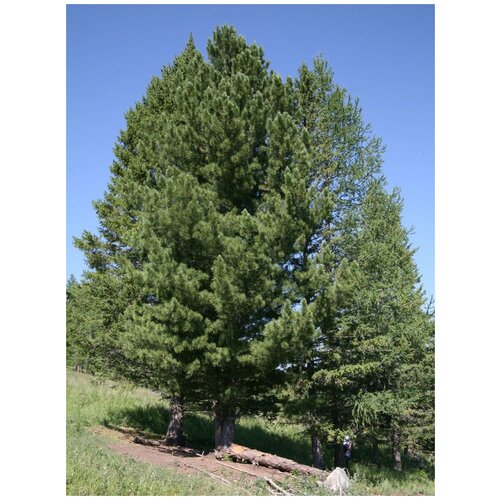 ���������� ������ ���� ��������� (Pinus sibirica), 30 ����