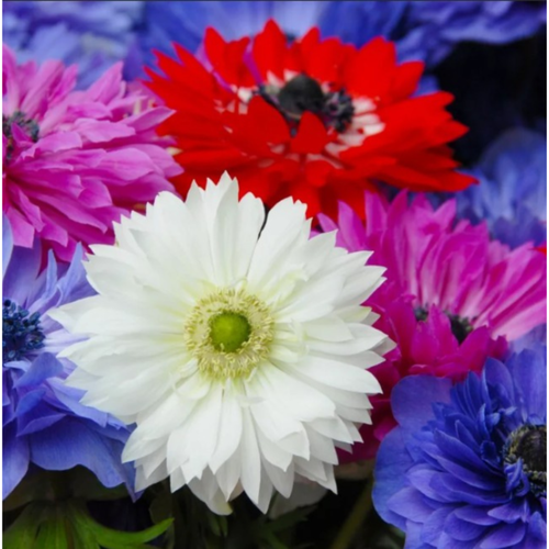 ���������� �������� ������, botanica garden, ������� ������ �����, 10 ����