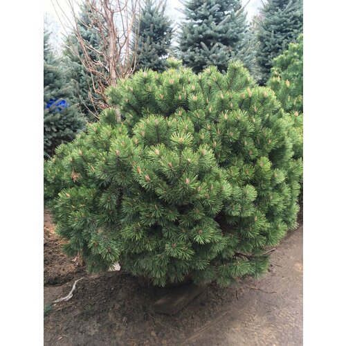     (Pinus mugo Pumilio), 20    , -, 