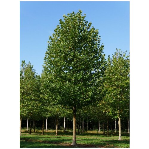    (Platanus acerifolia), 20    , -, 