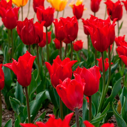 ���������� �������� �������� PRETTY WOMAN ( 5 �� )