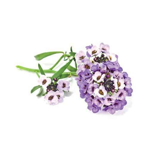 Click And Grow   Click And Grow Sweet Alyssum 3 .    Click And Grow     , -, 