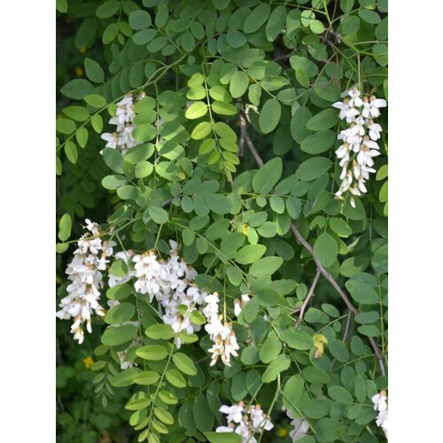    ( ) / Robinia pseudoacacia, 60    , -, 