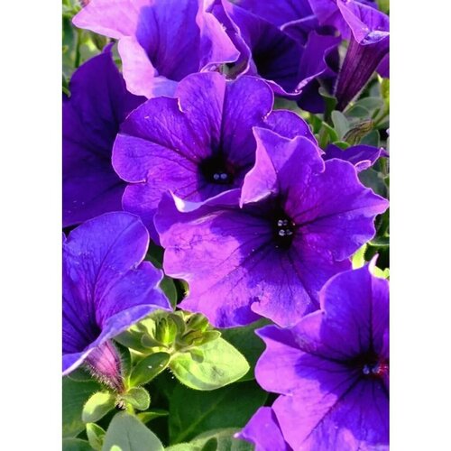 ���������� ������ ������� 