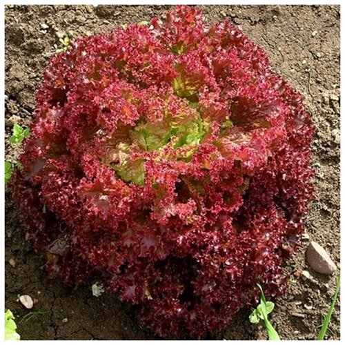 ���������� ������ ������ ����� ����� ����� 100 ��.