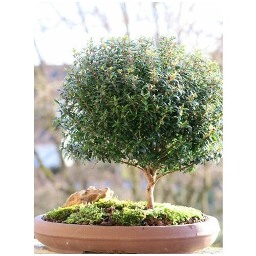    (Myrtus communis), 10    , -, 