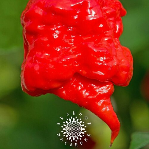      -   (. Carolina Reaper) 10    , -, 