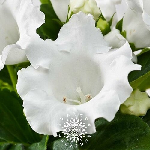     (. Gloxinia Avanti alba) 20   Green Legacy   , -, 