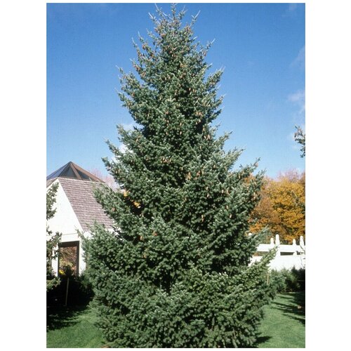    (Picea sitchensis), 20 