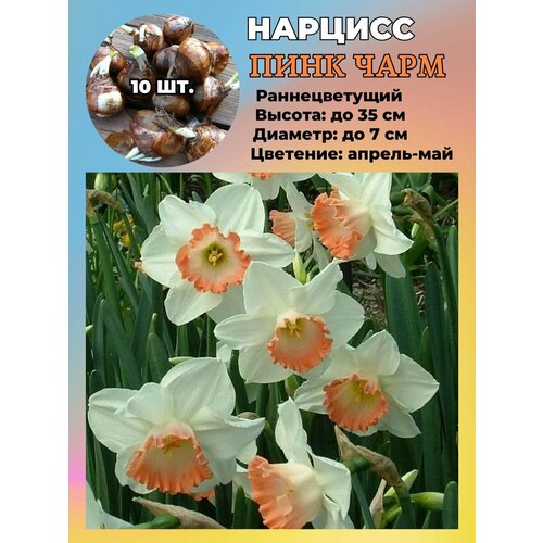 ���������� ������� ��������, ����������� ���������� �����, 10 ��.