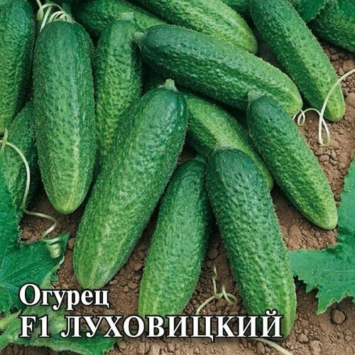 ���������� ������ ������ ���������� F1, 100��, ������, ���������� ��������