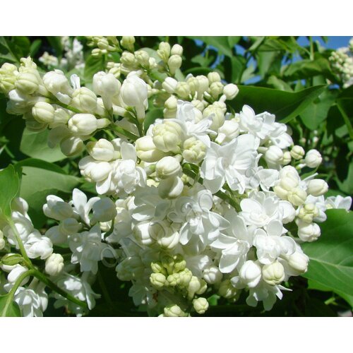 ���������� ������� ������ ������������ ����� �'��� ( 3 ���� , �5 , 120-140 �� (�����) )