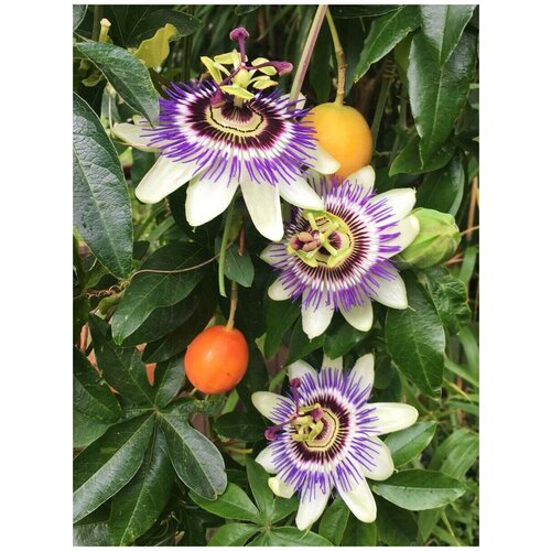   ( ) / Passiflora edulis, 5    , -, 