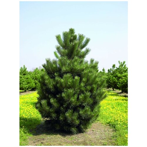    (Pinus nigra), 15    , -, 