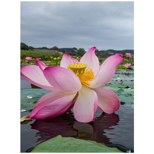 ���������� ������ ����� �������� (Nelumbo komarovii), 5 ����